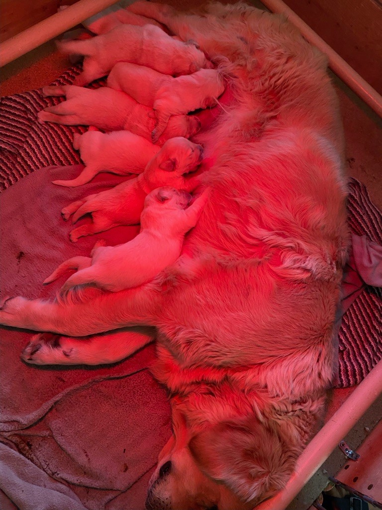 chiot Golden Retriever Des Sables D'Ipanema