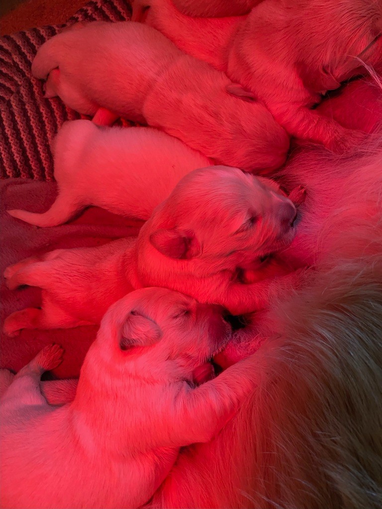 Des Sables D'Ipanema - CHIOTS DISPONIBLES