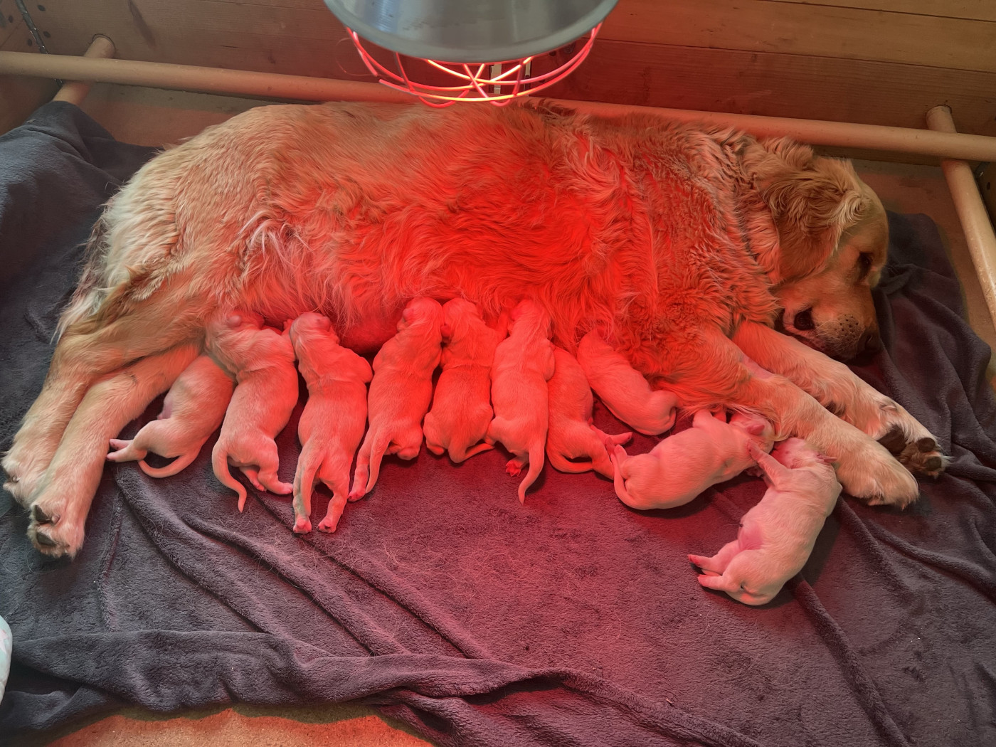 Chiot Golden Retriever Des Sables D'Ipanema
