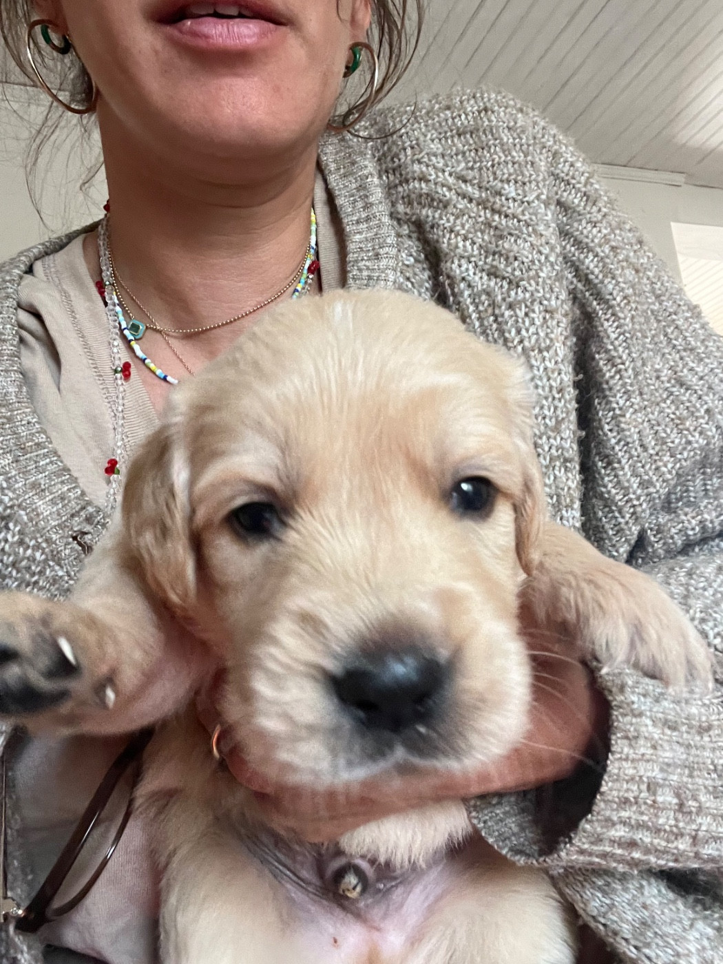 Des Sables D'Ipanema - Chiots disponibles - Golden Retriever