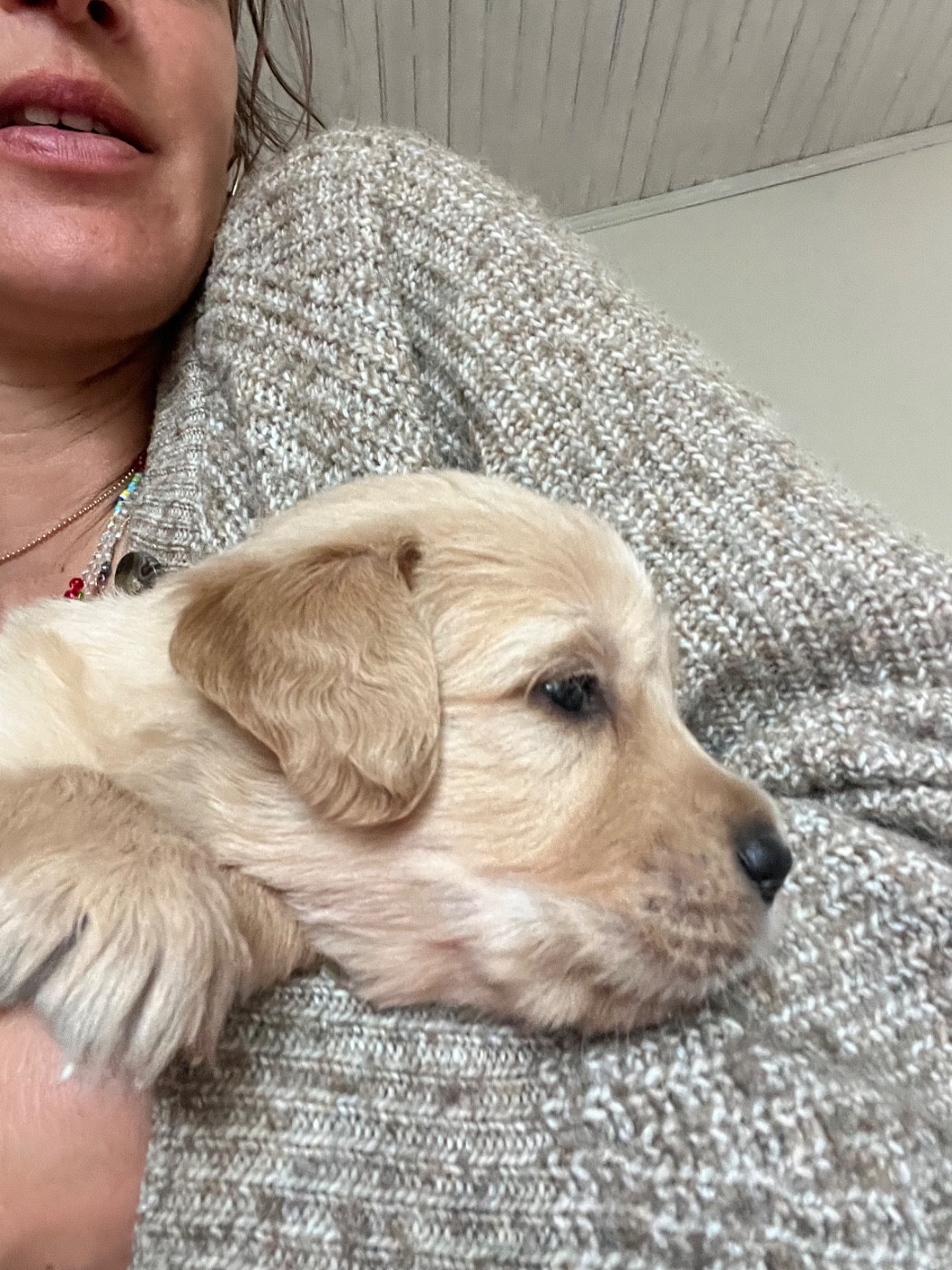 Des Sables D'Ipanema - Chiots disponibles - Golden Retriever