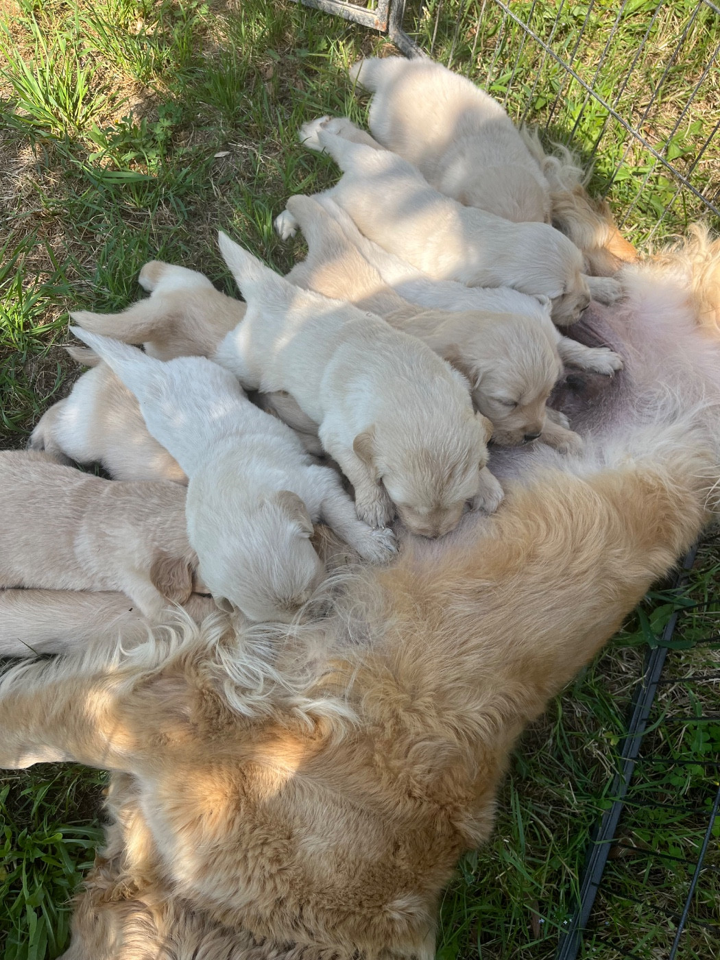 Des Sables D'Ipanema - Chiots disponibles - Golden Retriever