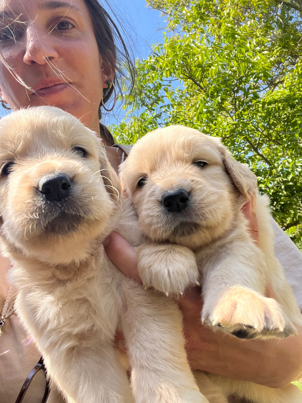 Des Sables D'Ipanema - Chiots disponibles - Golden Retriever