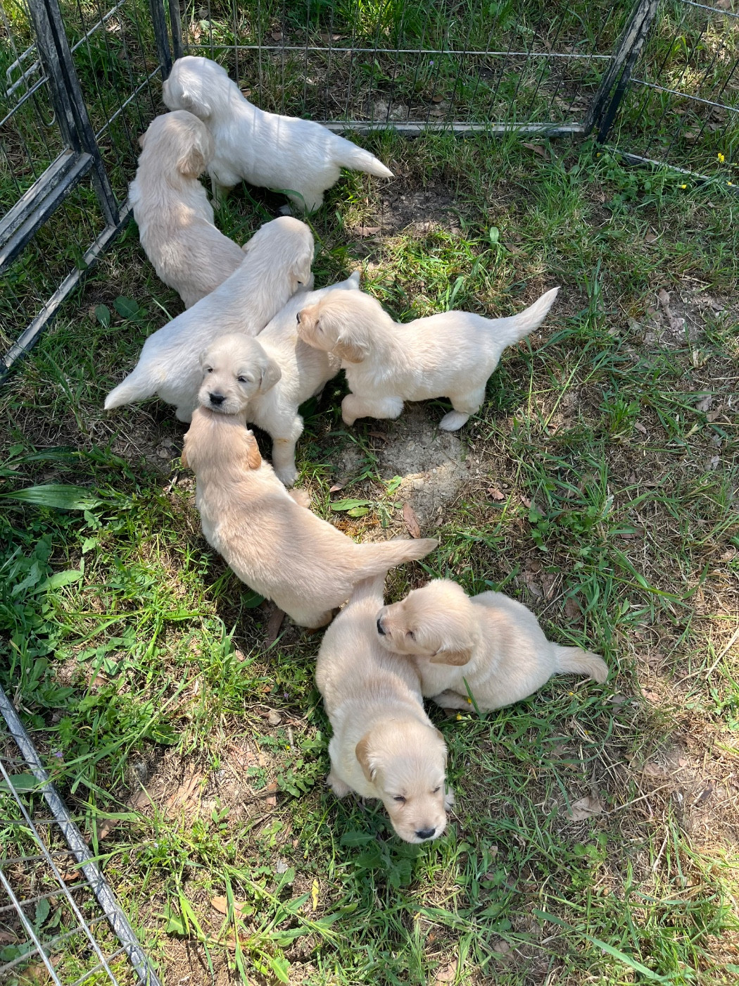 Des Sables D'Ipanema - Chiots disponibles - Golden Retriever