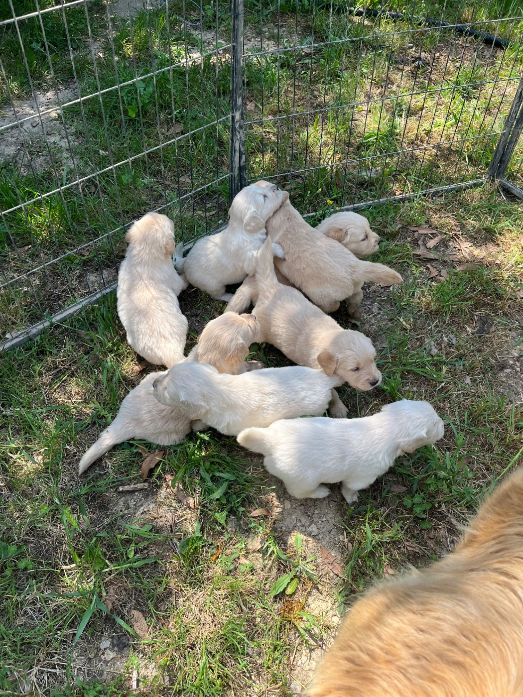 Des Sables D'Ipanema - Chiots disponibles - Golden Retriever