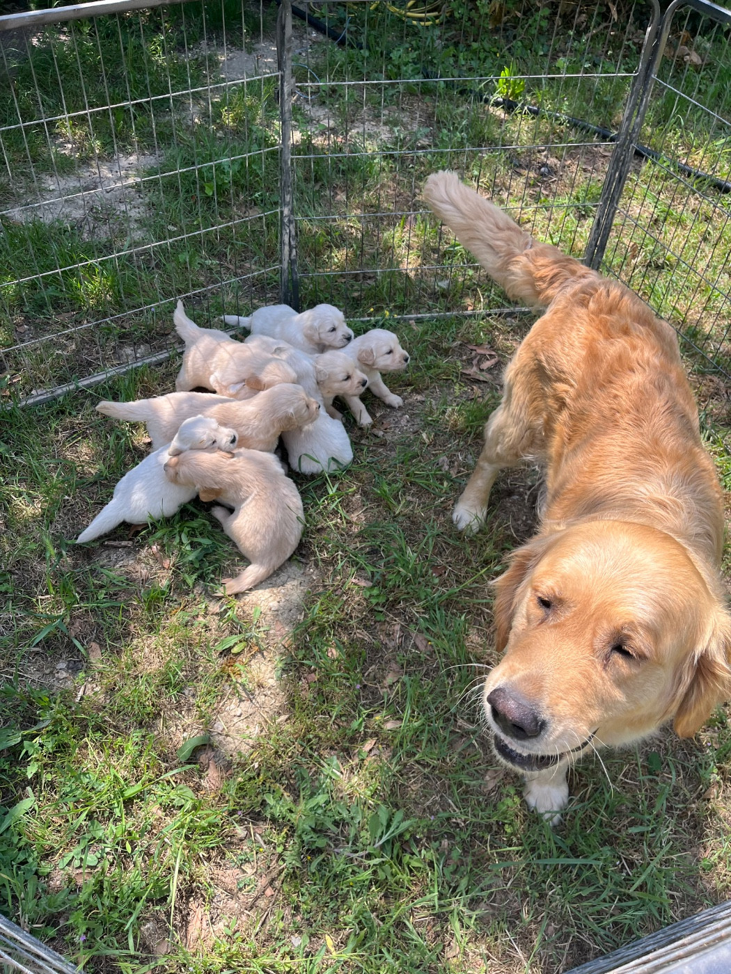 Des Sables D'Ipanema - Chiots disponibles - Golden Retriever