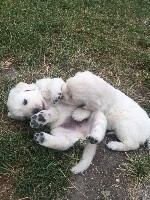 CHIOT