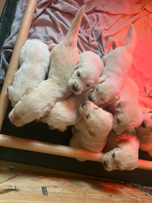Chiot N°1