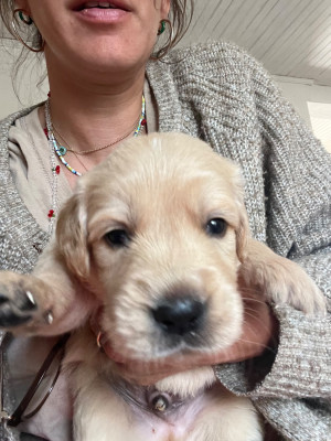 Chiot N°10