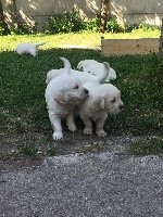 CHIOT