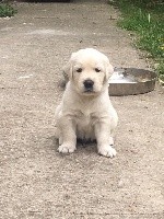 CHIOT