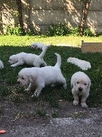 CHIOT